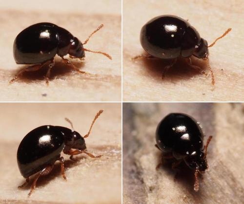 Mniophila muscorum