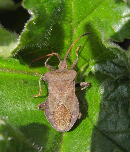 Réf. 100 099 : Coreus marginatus