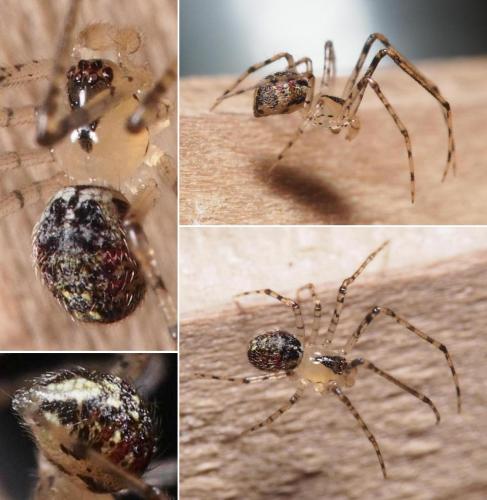 Platnickina tincta