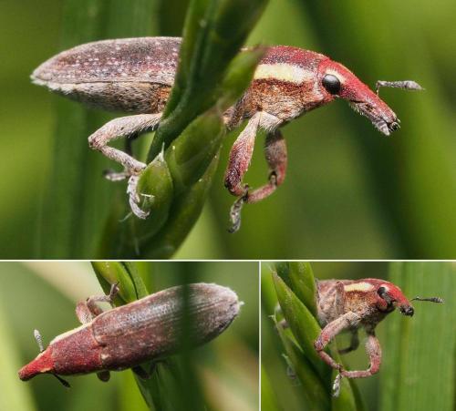 Lixus vilis
