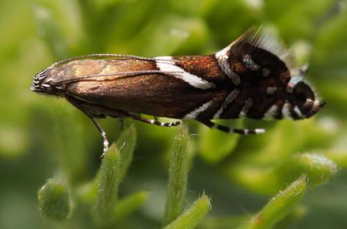 Réf. 100 493 : Glyphipterix gianelliella