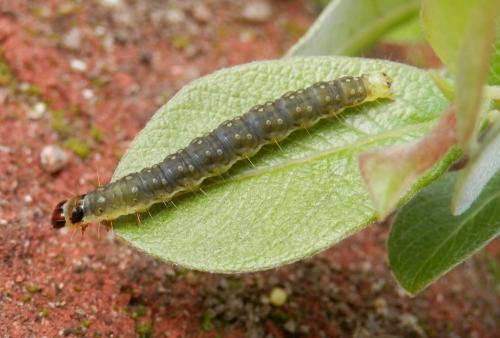 Réf. 100 500 : Lozotaenia forsterana