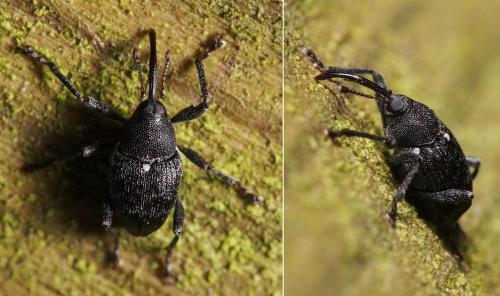 Curculio vicetinus