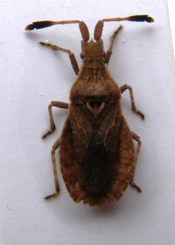 Spathocera laticornis