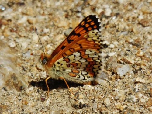 Melitaea cinxia