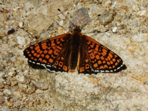 Réf. 100 855 : Melitaea cinxia
