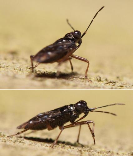 Chartoscirta cincta