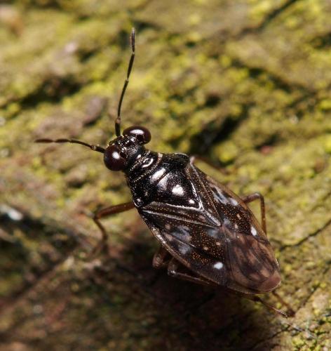 Chartoscirta cincta