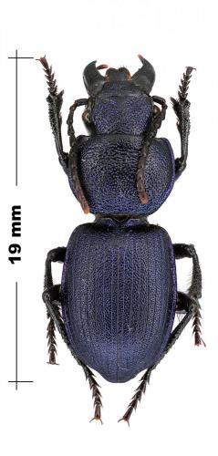 Pachycarus atrocoeruleus