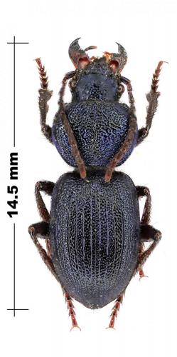 Réf. 100 639 : Pachycarus coeruleus