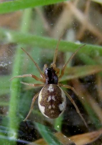 Pachygnatha degeeri