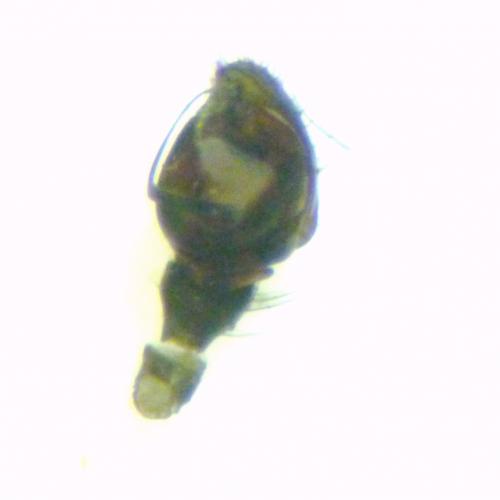 Réf. 100 460 : Lasiargus hirsutus