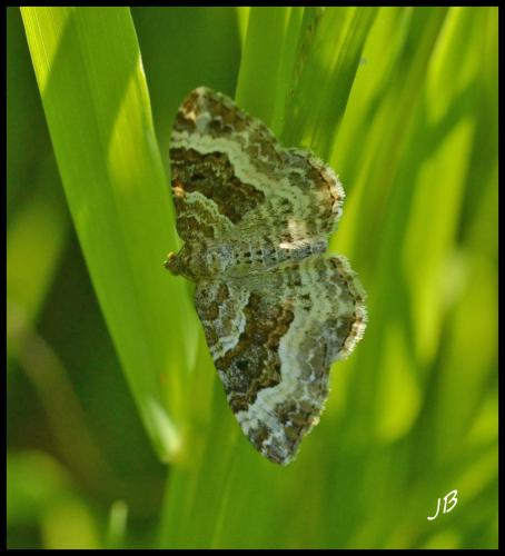 Epirrhoe alternata