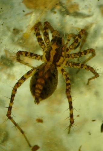 Pardosa agricola