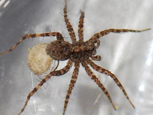 Pardosa hortensis