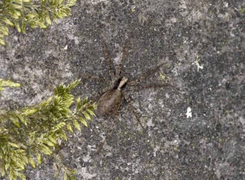 Pardosa sp.