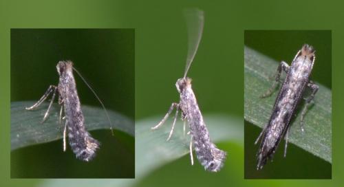 Réf. 100 182 : Parornix sp.