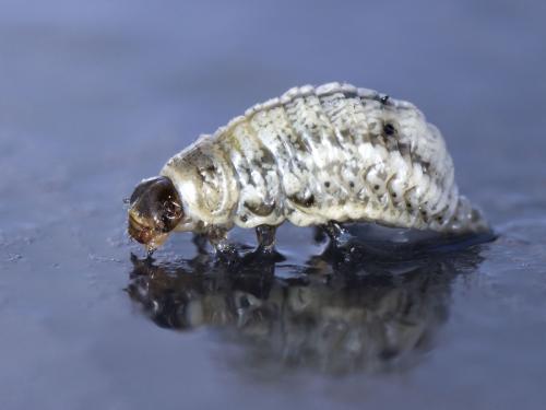 Réf. 100 683 : Chrysolina americana