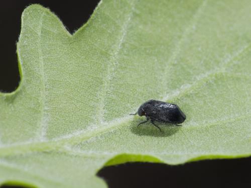 Penthimia nigra