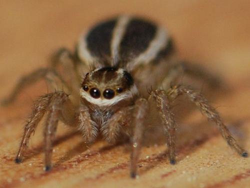 Phlegra bresnieri