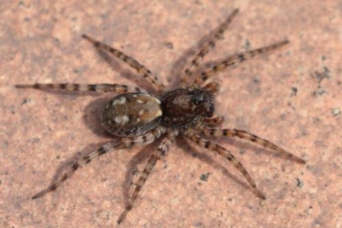 Réf. 100 410 : Arctosa perita