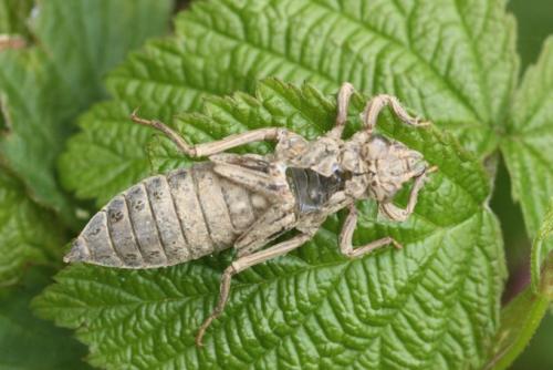 Gomphus vulgatissimus