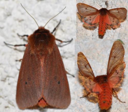 Phragmatobia fuliginosa