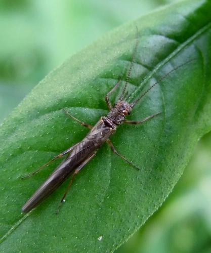 Réf. 100 830 : Leuctra geniculata
