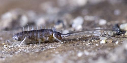 Réf. 100 508 : Pogonognathellus longicornis