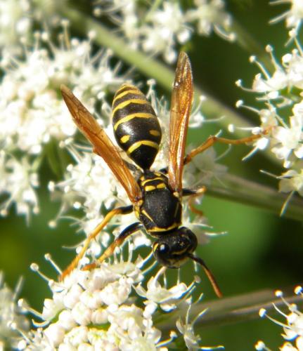 Polistes sp.