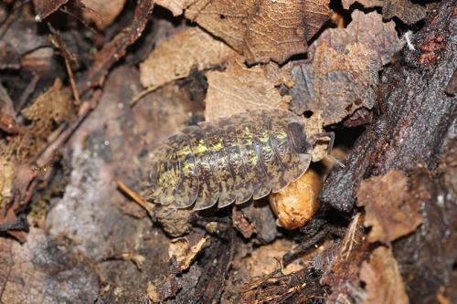 Porcellio spinipennis