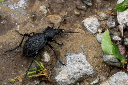 Réf. 100 854 : Carabus gigas