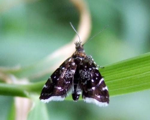 Réf. 100 941 : Prochoreutis myllerana