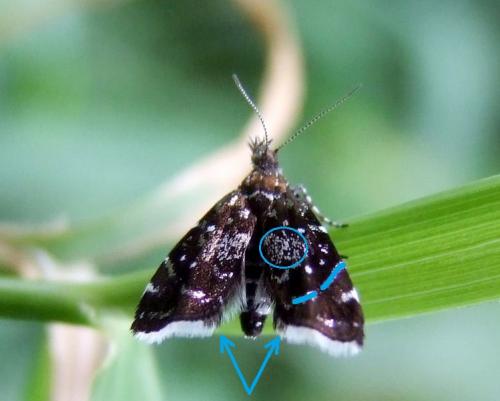Réf. 100 947 : Prochoreutis myllerana