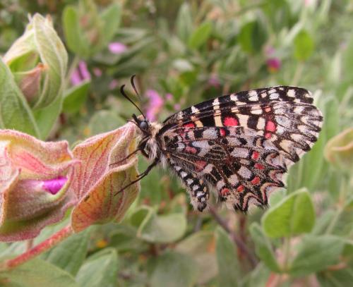 Réf. 100 386 : Zerynthia rumina