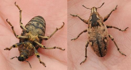 Leucophyes sp.