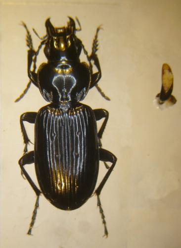 Pterostichus aterrimus nigerrimus