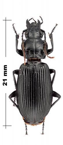 Réf. 100 241 : Pterostichus niger
