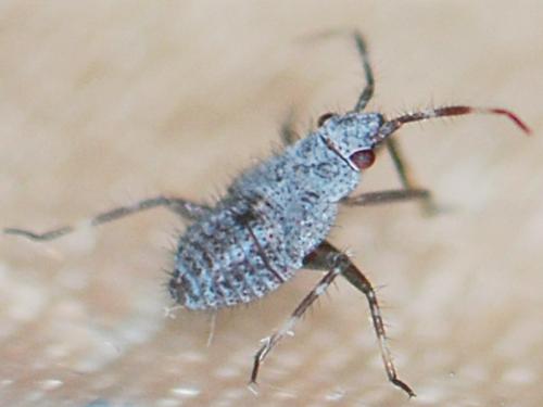 Deraeocoris punctum