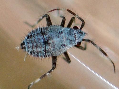 Deraeocoris punctum
