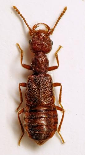 Réf. 100 286 : Boreaphilus pyrenaeus