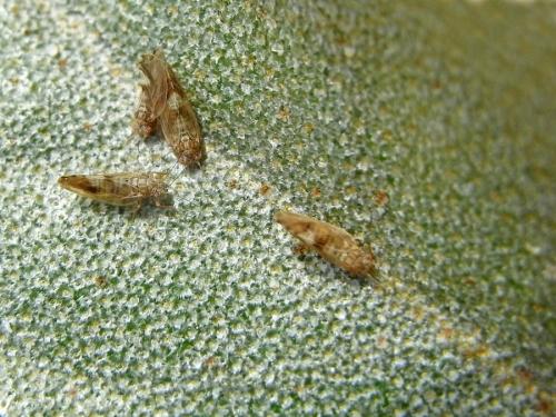 Réf. 100 424 : Cacopsylla fulguralis