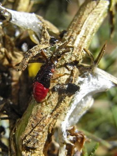 Cercopis sp.