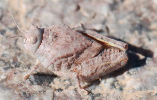 Réf. 100 371 : Tuarega insignis