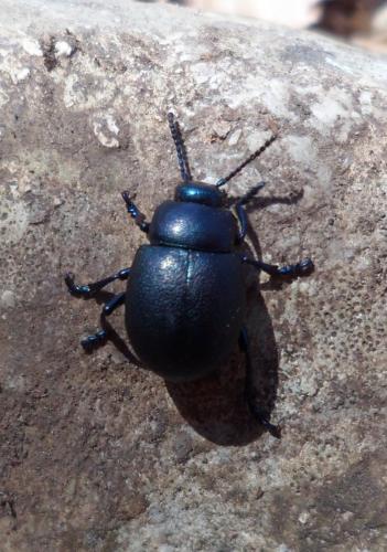 Timarcha goettingensis