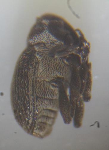 Oprohinus sp.