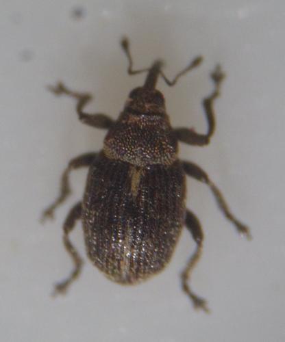 Oprohinus sp.