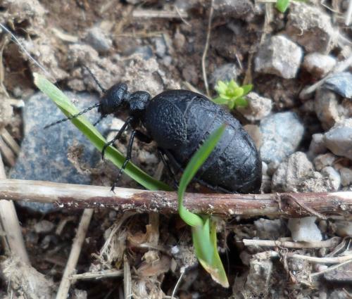 Meloe rugosus