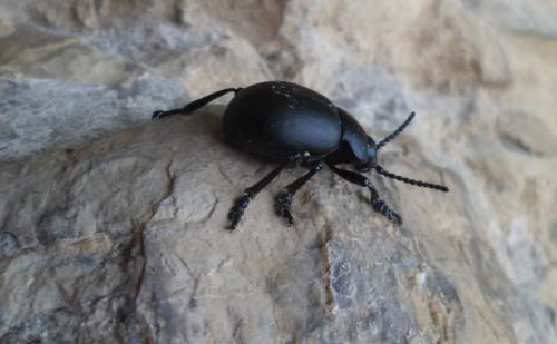 Timarcha tenebricosa