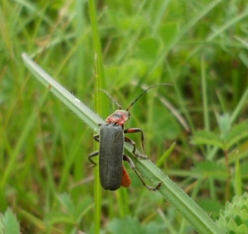 Cantharis rustica